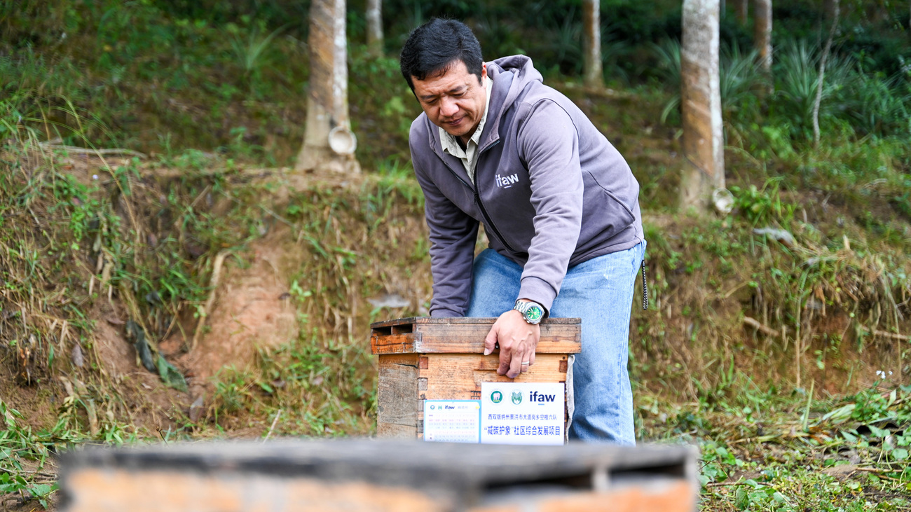 IFAW’s Dafan Cao helps villagers in Konggeliudui place beehives in suitable locations near their homes.