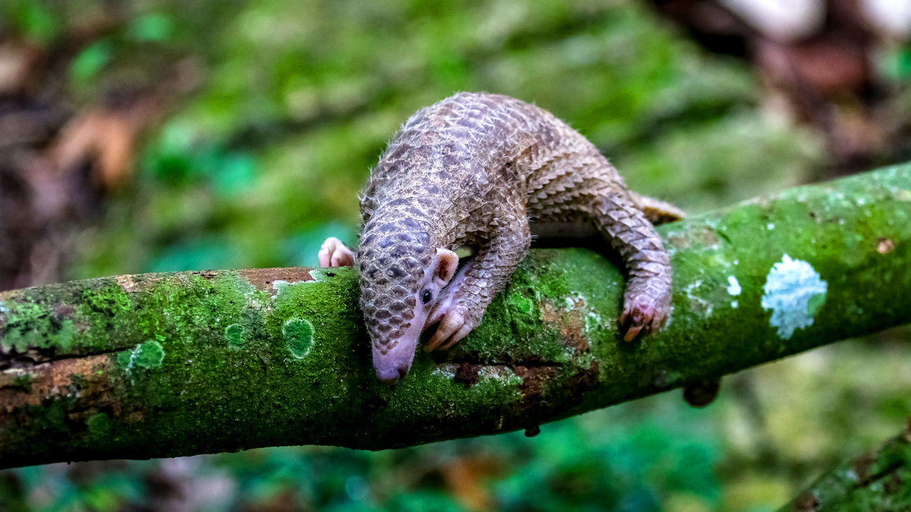 A baby tree pangolin on a branch.