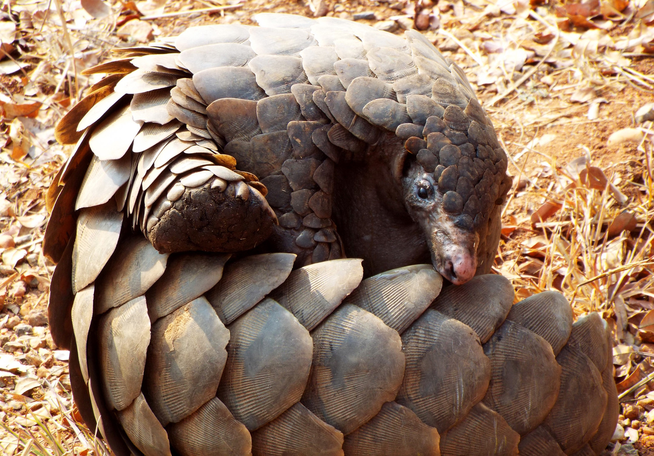 A ground pangolin in Zambia.