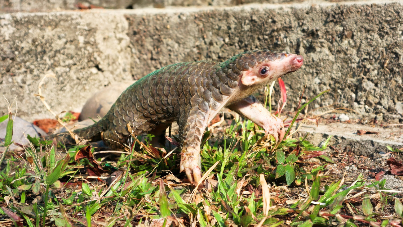 Ein noch ganz junges Pangolin hält ein Voderbein in die Luft und guckt in die Höhe.