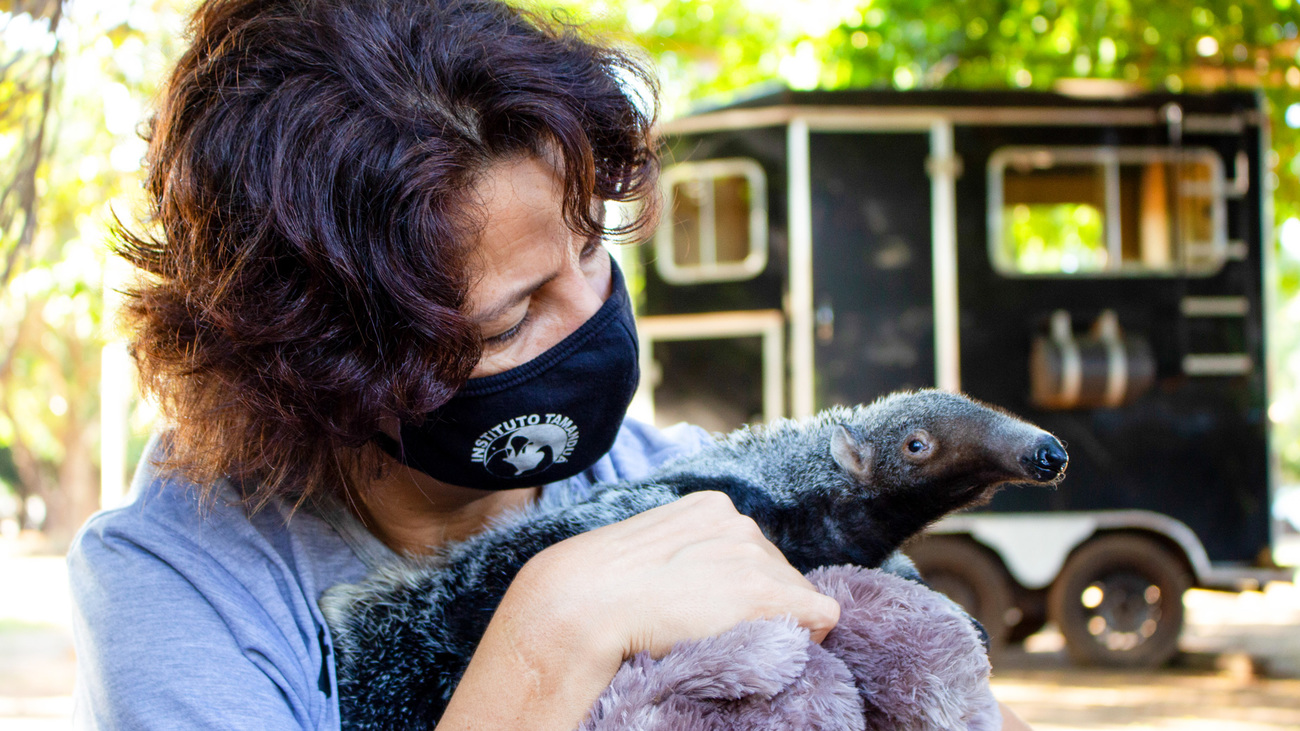 Founder and president of Institute Tamandua Dr. Flavia Miranda holds Darlan, the baby giant anteater.