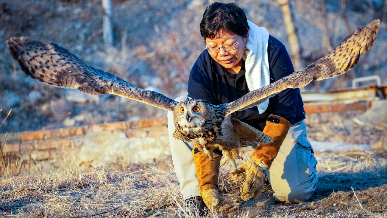 BRRC Rehabilitator, Lei Zhou, releases the Eurasian eagle-owl, as the bird spreads its wings and begins to fly back into the wild.