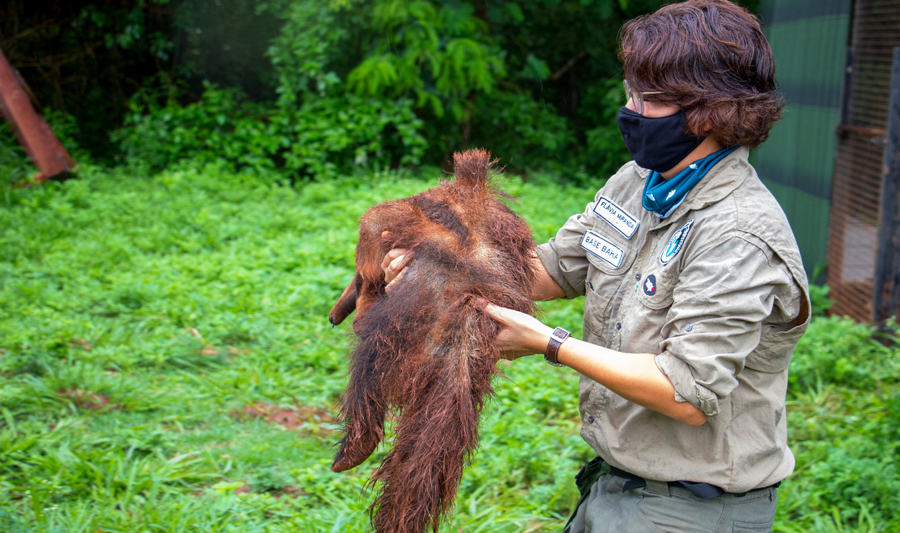 Founder and president of Instituto Tamanduá Dr. Flavia Miranda holds a young giant anteater.