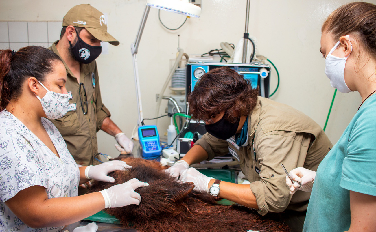 Founder and president of Instituto Tamanduá Dr. Flavia Miranda and other team members perform a medical examination on a young giant anteater.