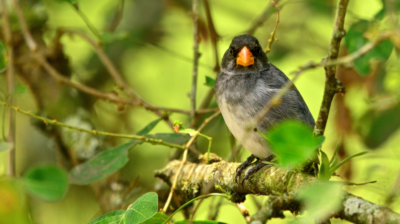 A male slate-colored seedeater in Colombia.