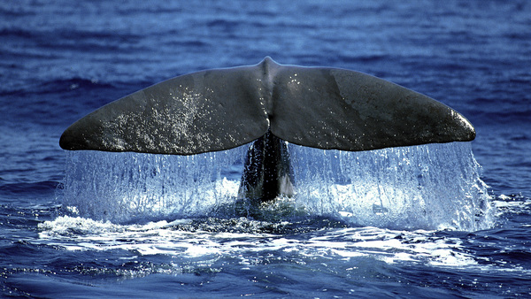 Whale Alert: the app preventing vessel strikes