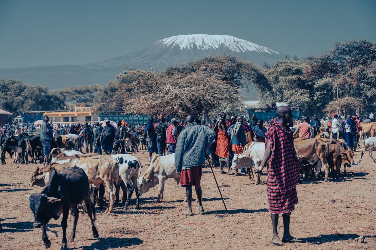 Veemarkt met Maasai gemeenschap in Kimana, Kenia.