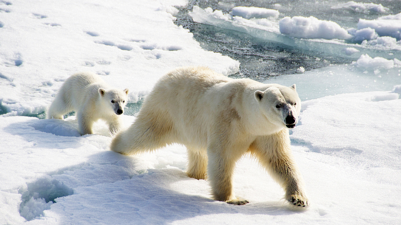 A polar bear mother leads her cub across the arctic ice.