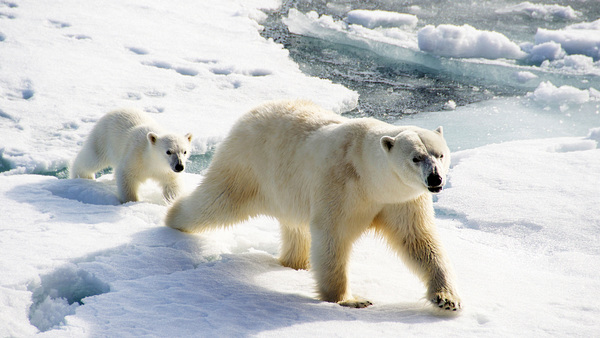 Erderwärmung: 1,5-Grad-Marke 2024 erstmals überschritten. Was bedeutet das für Wildtiere?