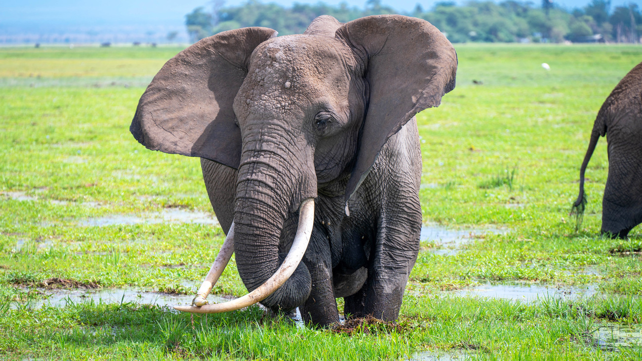 Elephants in Amboseli National Park, Kenya.