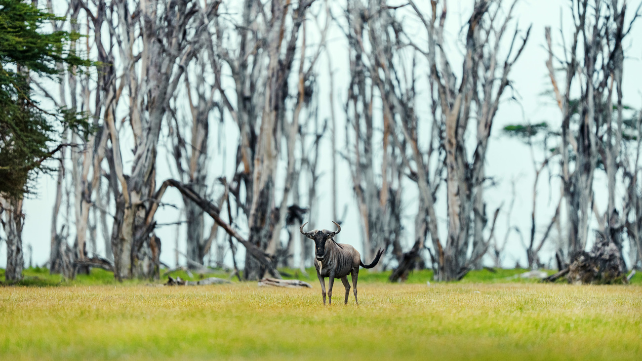 A wildebeest in Amboseli National Park, Kenya.