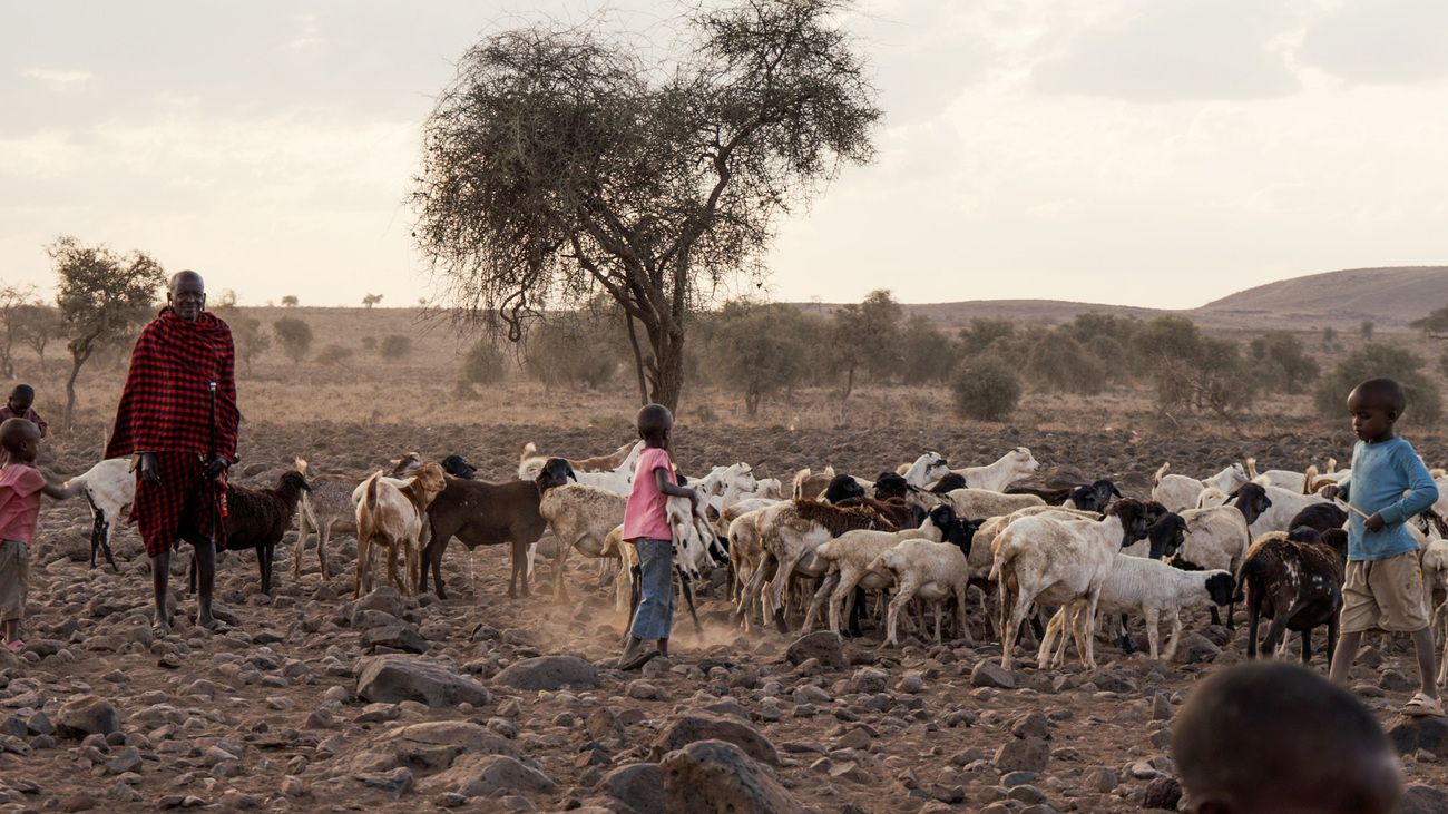 Maasai community members with cattle, Amboseli, Kenya.