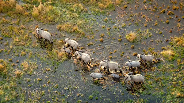 IFAW Jahresbericht 2024 (Finanzjahr Juli 2023 bis Juni 2024)