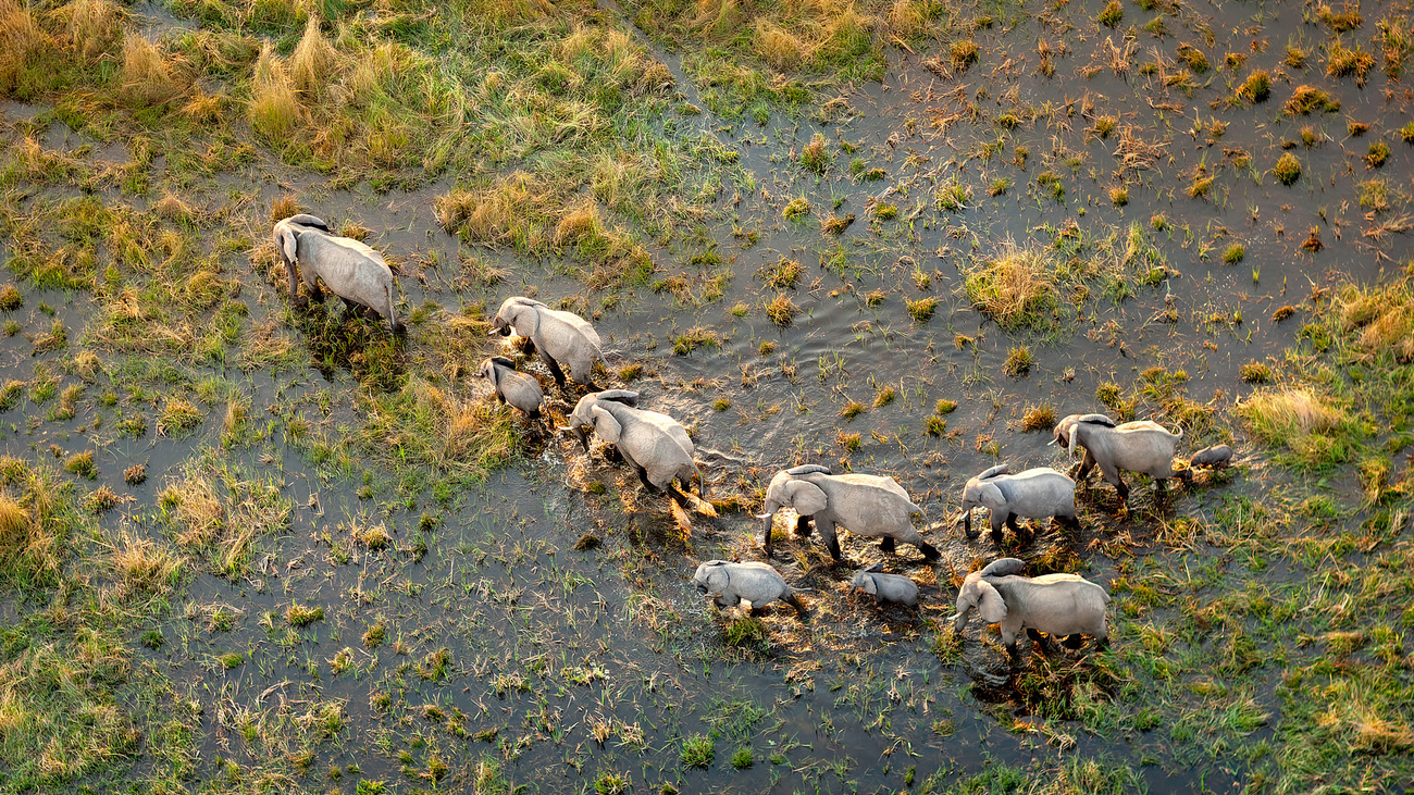 Aerial view of a herd of elephants.