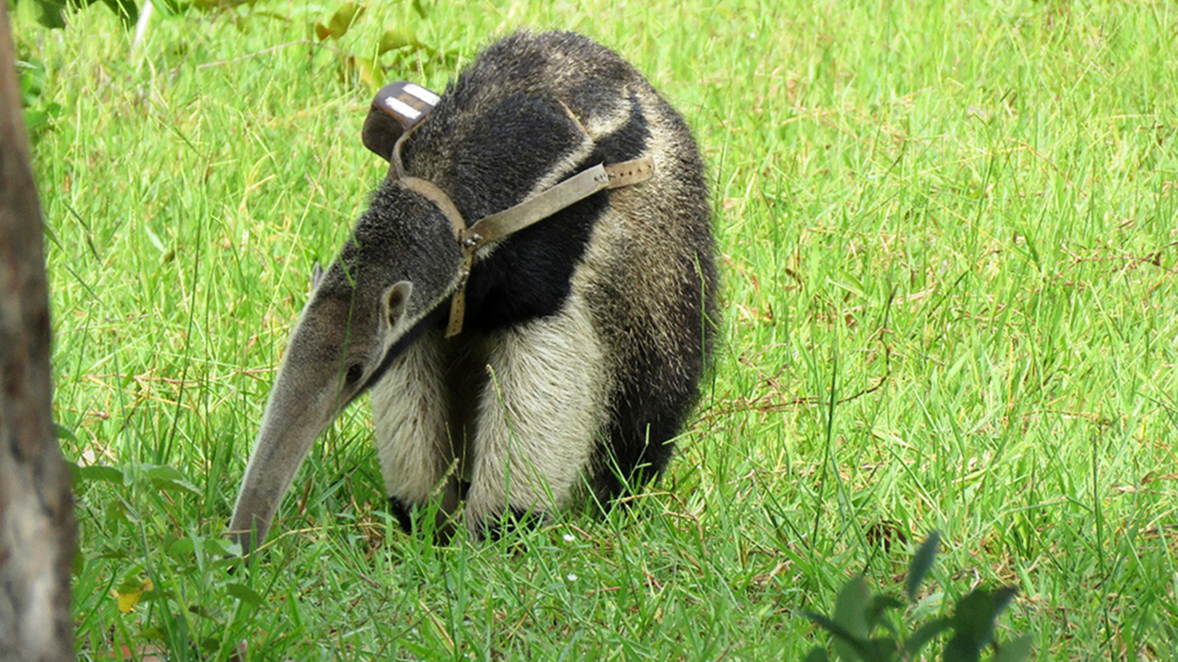 Joaquim the giant anteater is released back to the wild wearing a satellite tracking harness.