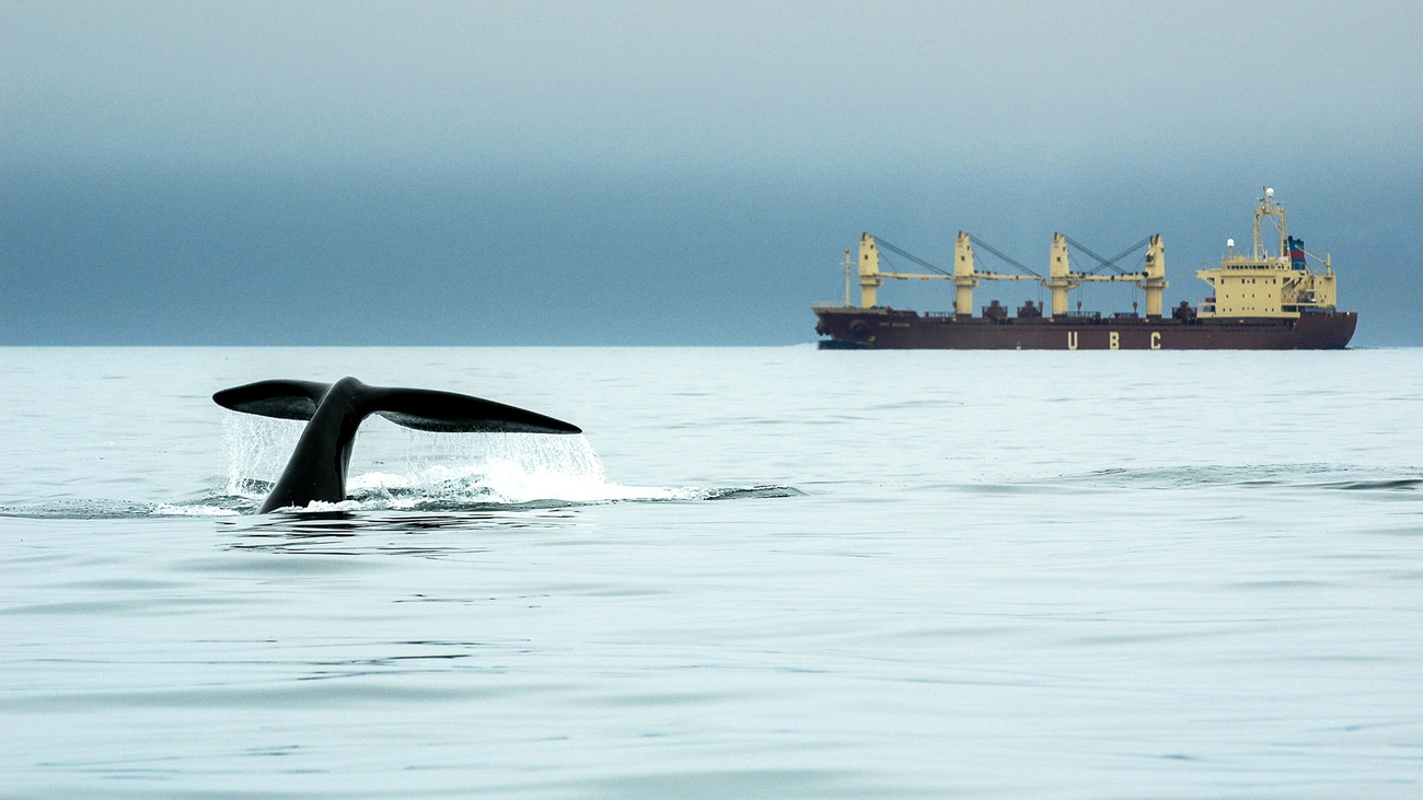 A north Atlantic right whale swims though ship traffic.