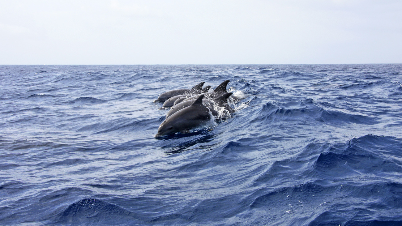 A pod of dolphins swimming at the ocean’s surface.