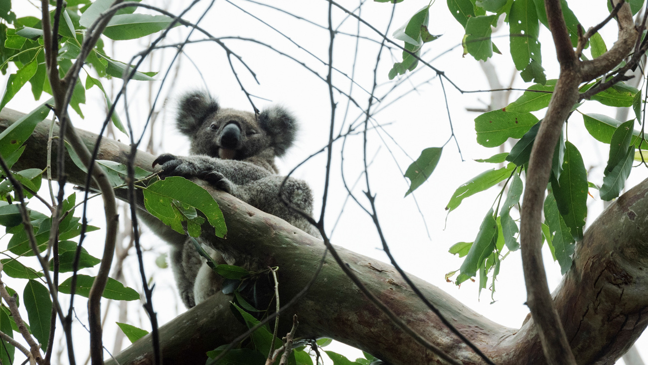 A wet koala hanging to a branch in the wind during Tropical Cyclone Alfred.