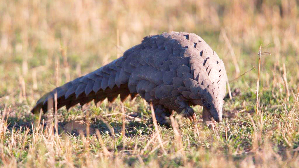 Rare wild Pangolin in the Maasai Mara, Kenya.