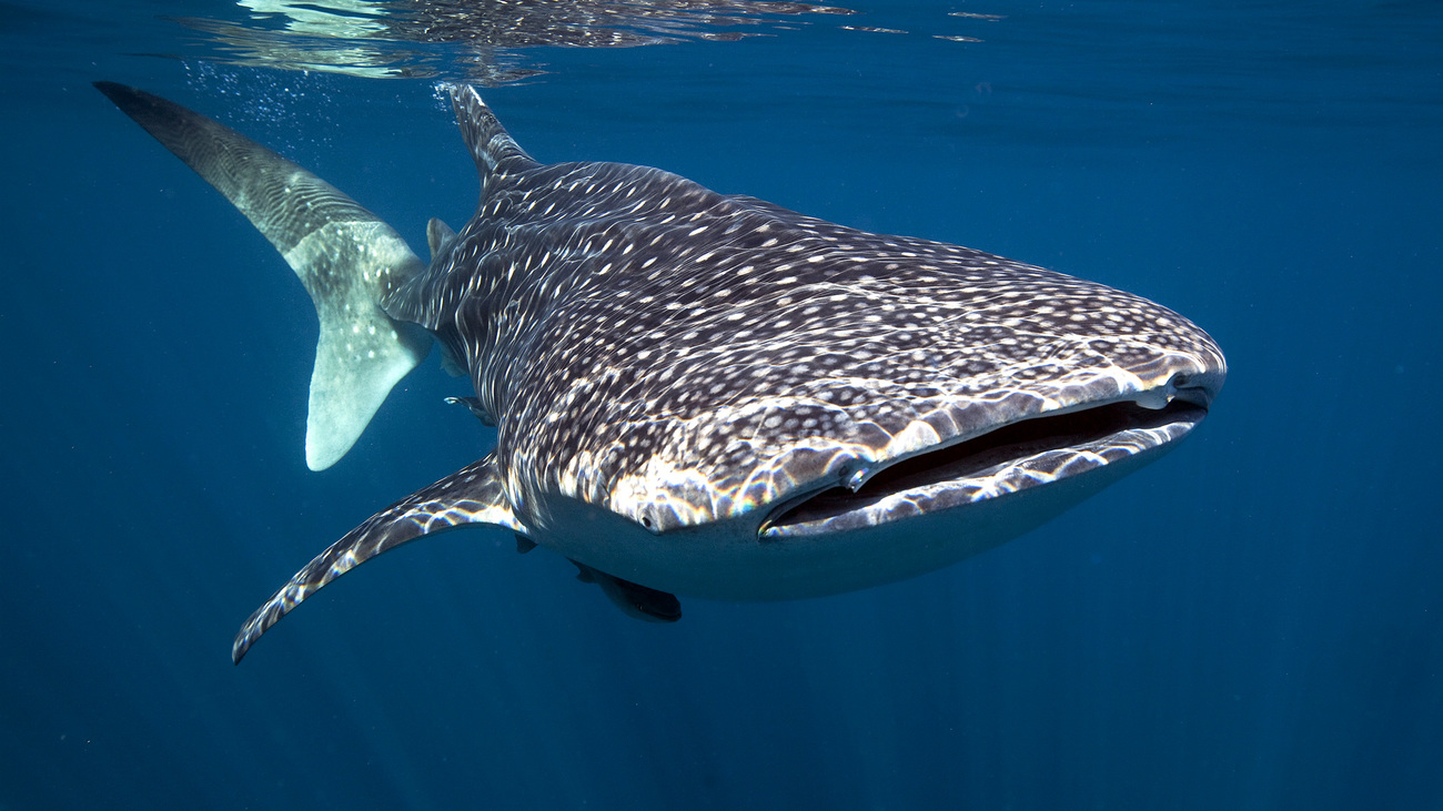 Whale shark swimming near the water's surface.