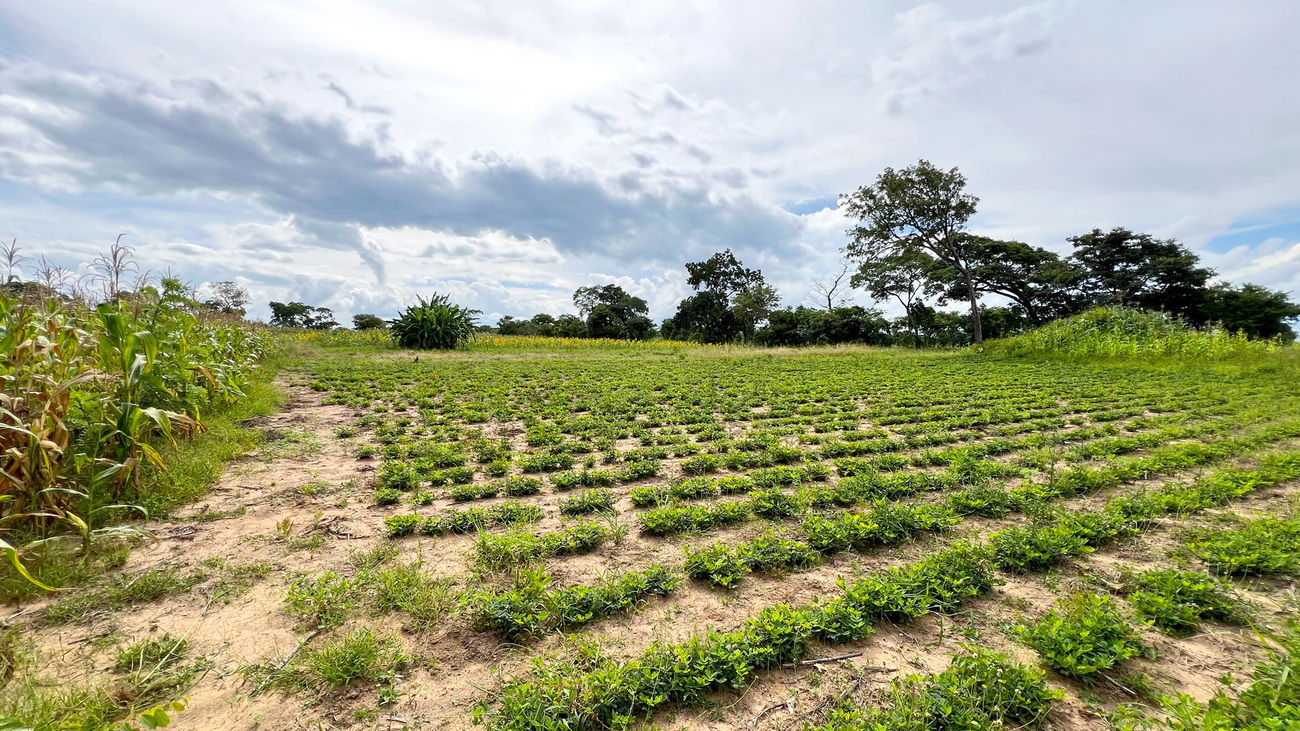 Next to sensitization about elephants roaming in the landscape, IFAW supports local communities in Zambia with its partner COMACO to implement climate-smart agriculture practices and beekeeping.