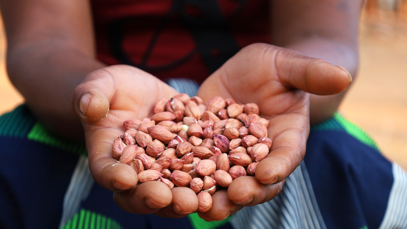 Grace Mutonga, a COMACO-trained farmer who lives with her husband near Lukusuzi National Park, holds up her groundnut harvest.