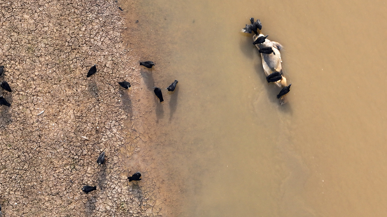 Aerial view of Lake Tefé, site of an ongoing mass dolphin mortality event.