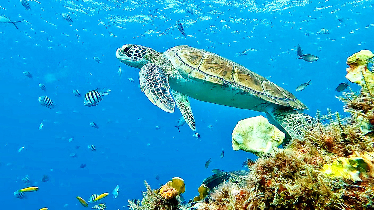 Green turtle swimming with fish by a coral reef in Barbados.