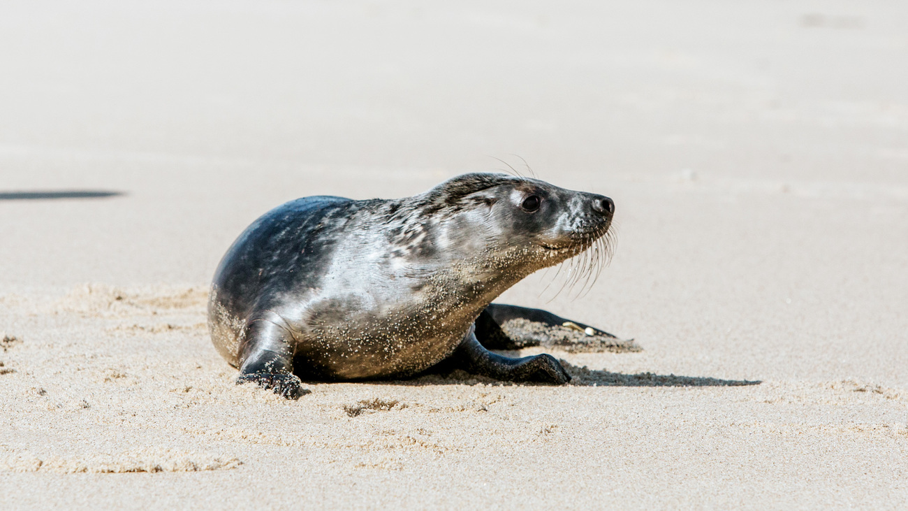 A male gray seal pup makes his way to the ocean after his release.