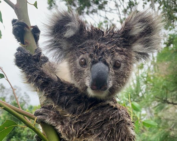 IFAW on the ground in Cyclone Alfred’s aftermath