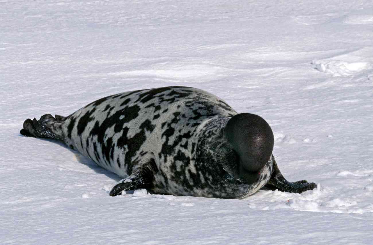 Een klapmuts in de sneeuw.