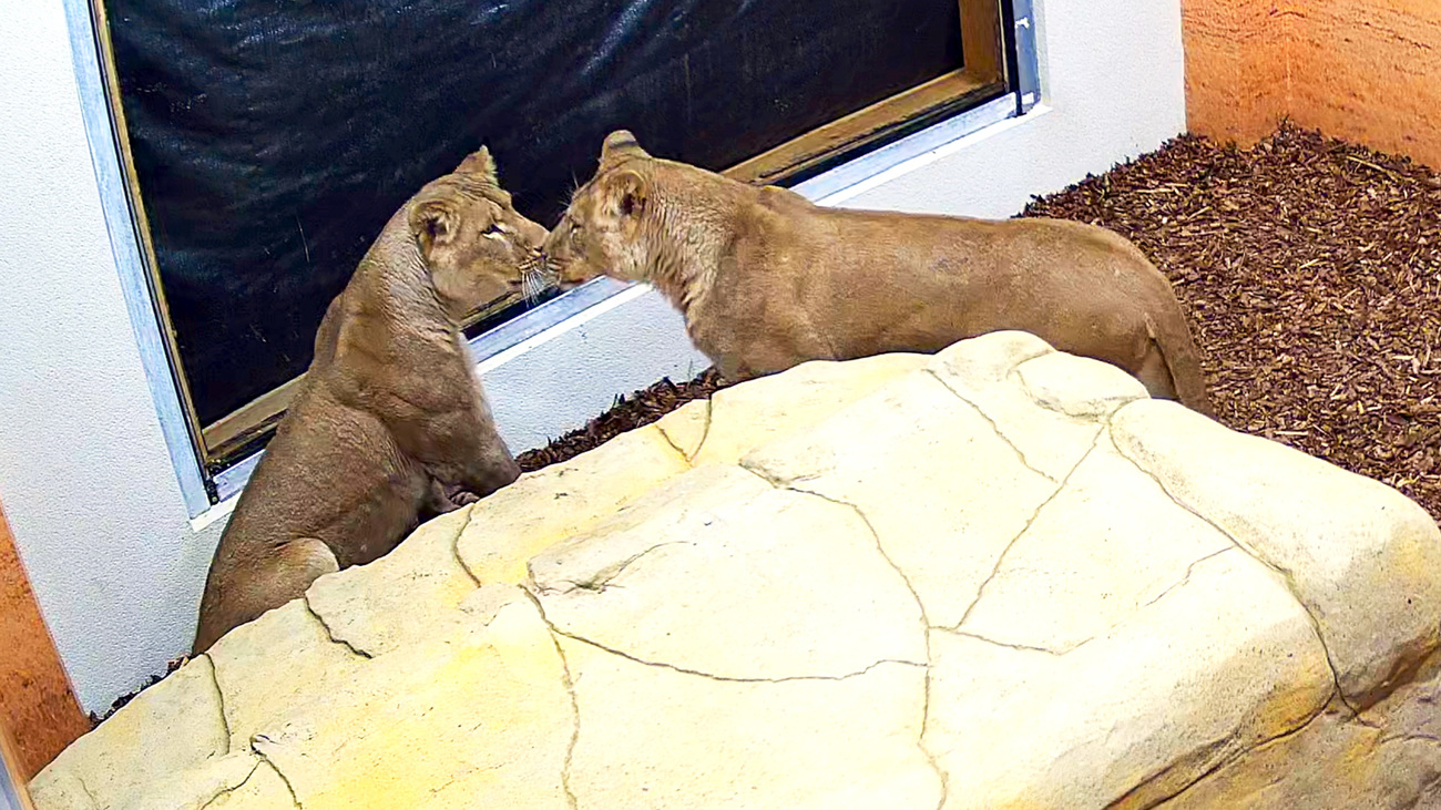 Sisters Amani & Lira meet in their new home at the Big Cat Sanctuary.