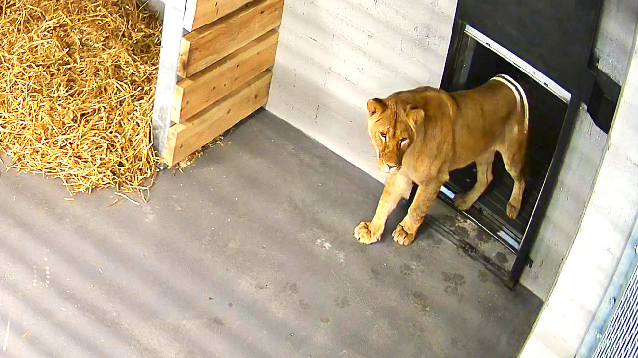 Amani takes her first steps into her new home at The Big Cat Sanctuary.