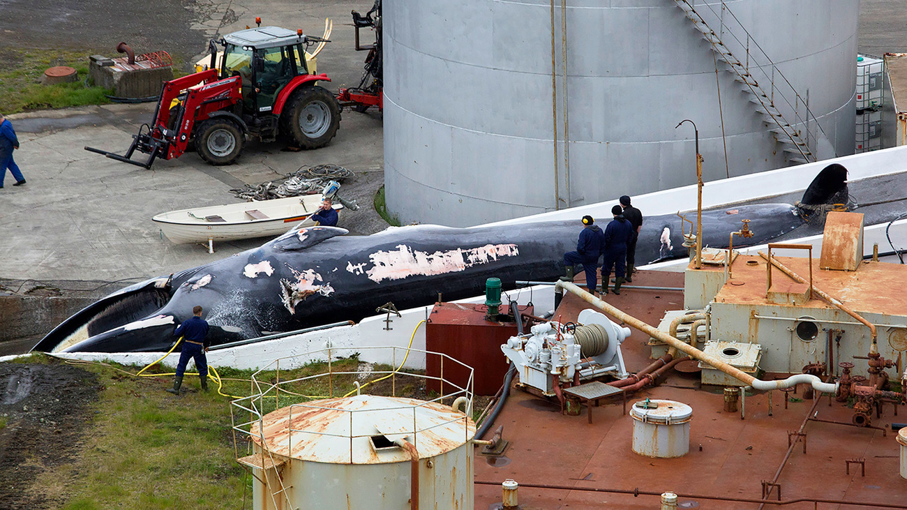 A fin whale being brought into a slaughterhouse after being hunted off Icelandic waters.