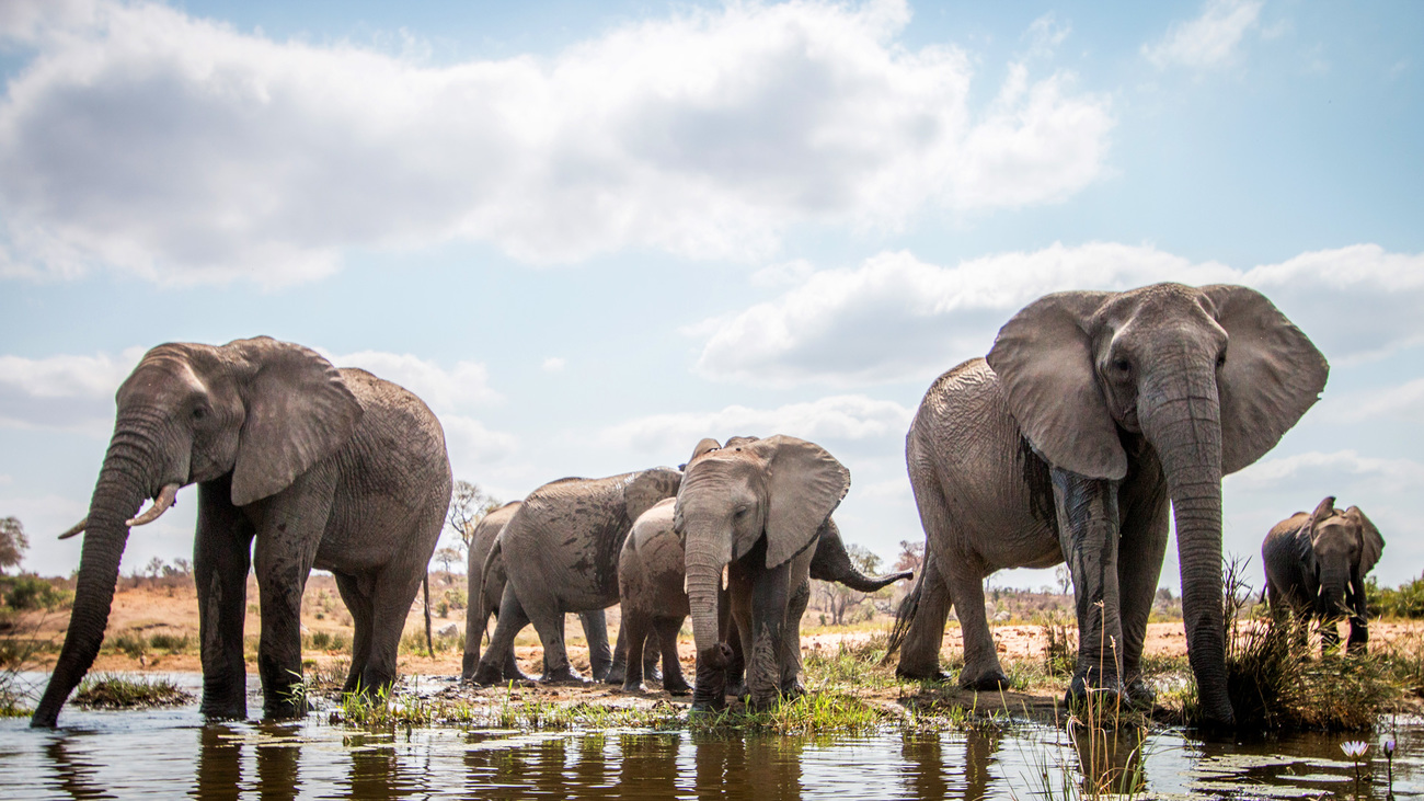 A herd of elephants drinks at a watering hole in Kruger National Park, South Africa.