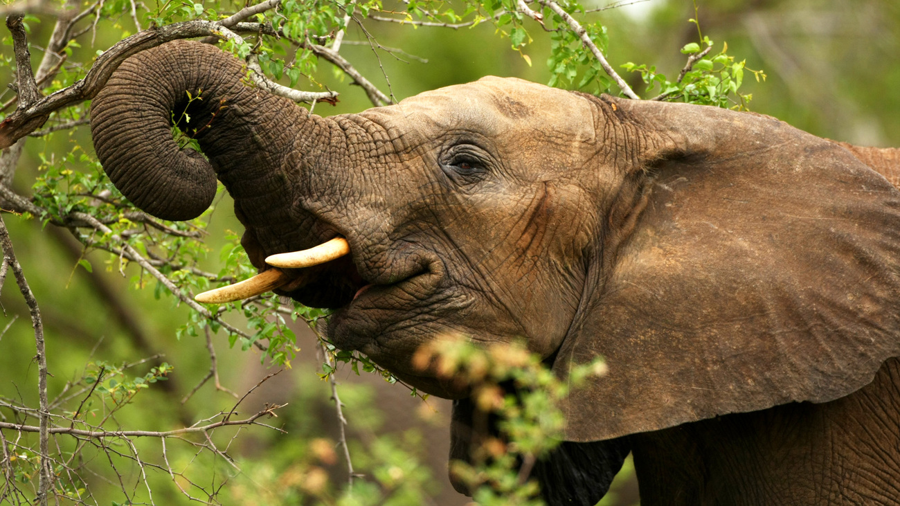 Elephant feeding in Kruger National Park, South Africa.