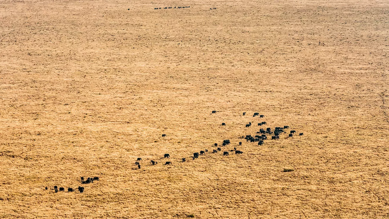 Aerial view of wild elephants near the Panda Masuie landscape.