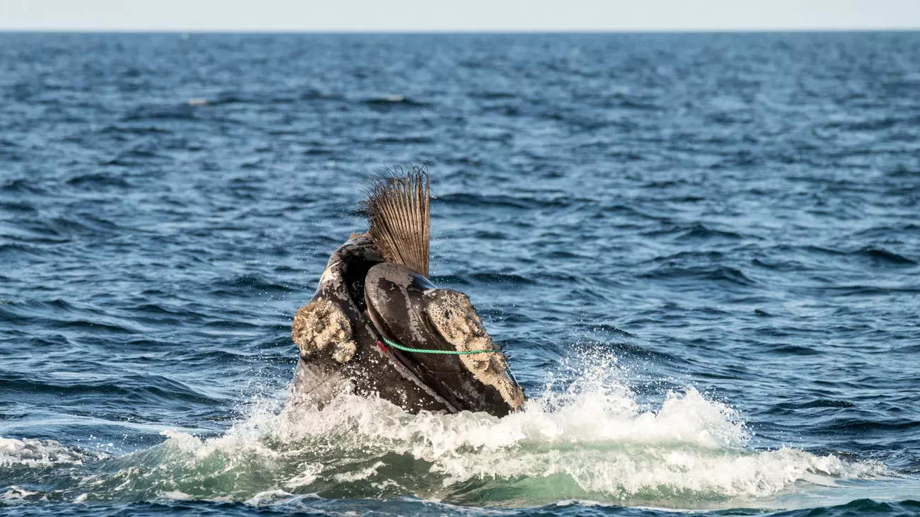 A North Atlantic right whale (Eubalaena glacialis) struggles to free itself from the fishing gear it's entangled in.