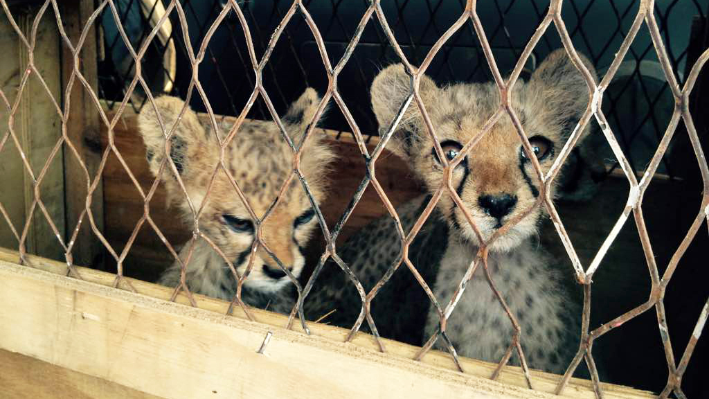 Nine cheetah cubs were rescued from wildlife traffickers in Somaliland on April 19, 2017.