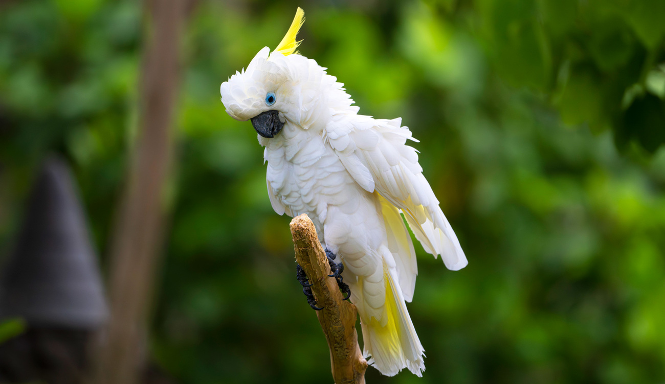 A yellow-crested cockatoo rescued from the illegal wildlife trade in Indonesia.