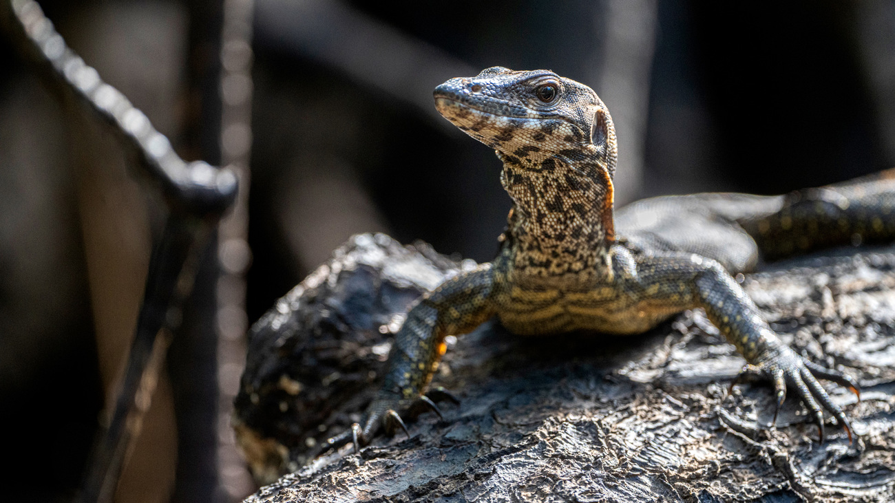 A wild Palawan water monitor in the Philippines.