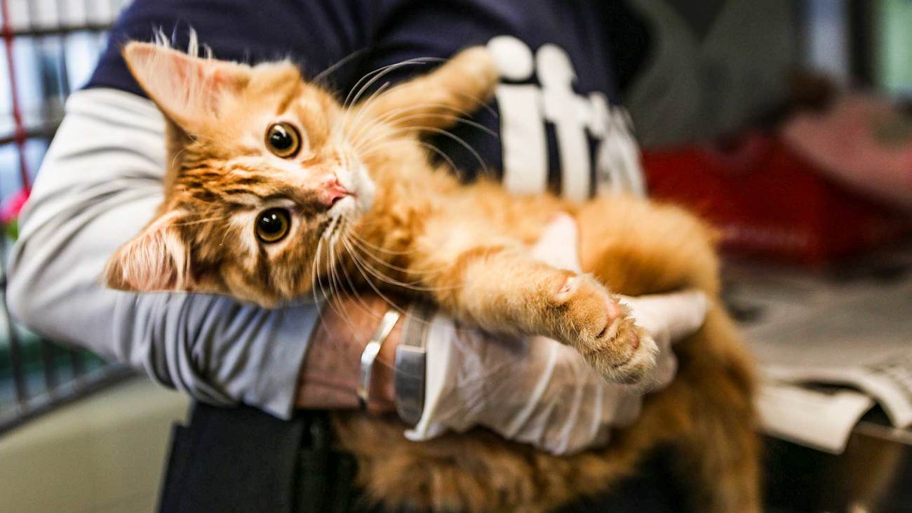 Een IFAW-teamlid van Operation Whiskers met oranje kat in haar handen in een sterilisatiekliniek in Houma, Louisiana.