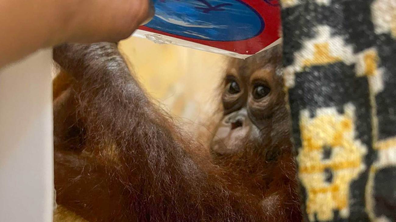 Een tien maanden oude orang-oetan gered van de illegale handel in wilde dieren in Indonesië. 