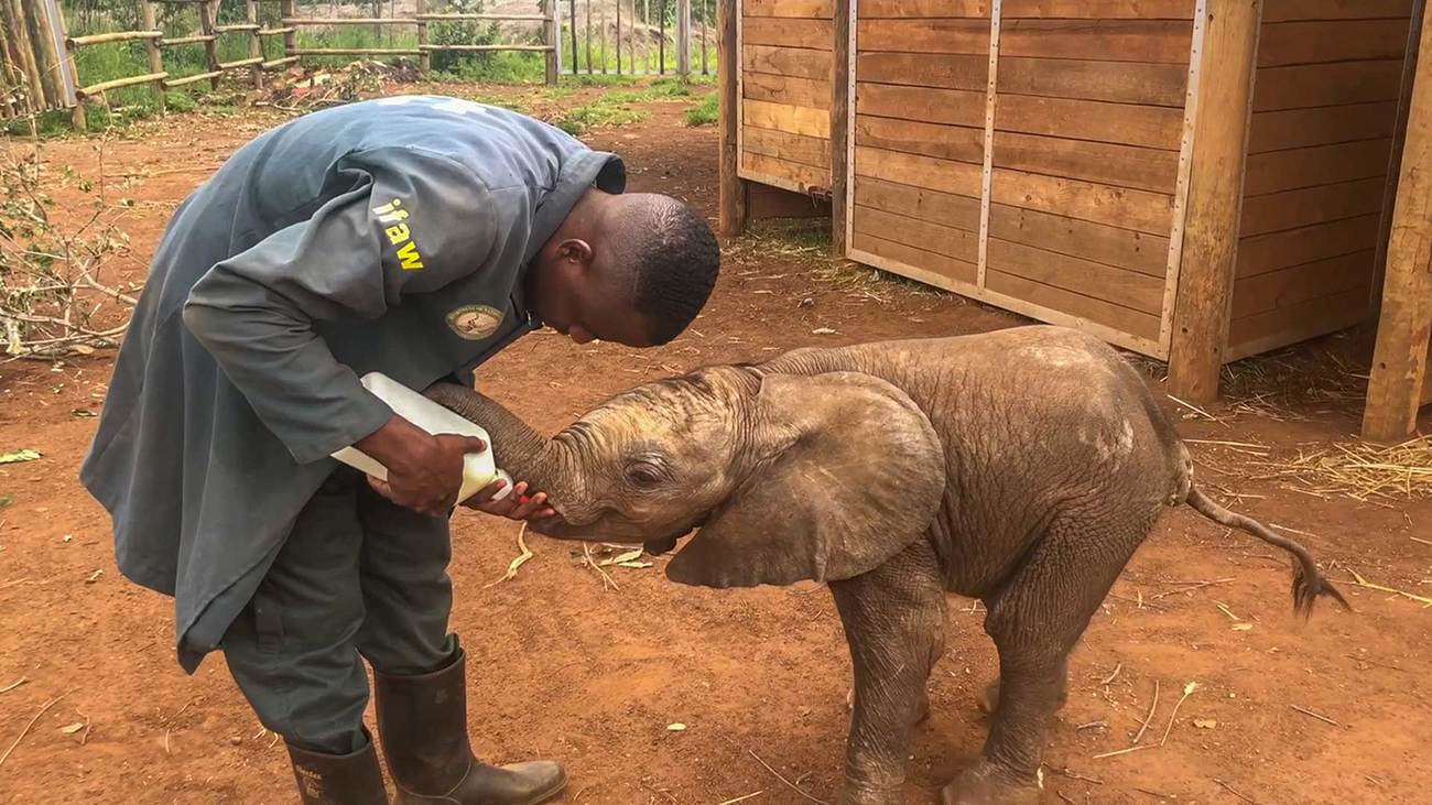 Weesolifantenkalf Mataya krijgt flesvoeding van een verzorger in het door IFAW gesteunde Lusaka Elephant Nursery. 