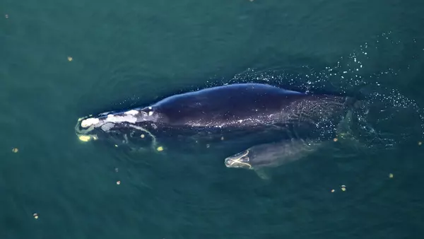North Atlantic right whale 2025 calving season: report card