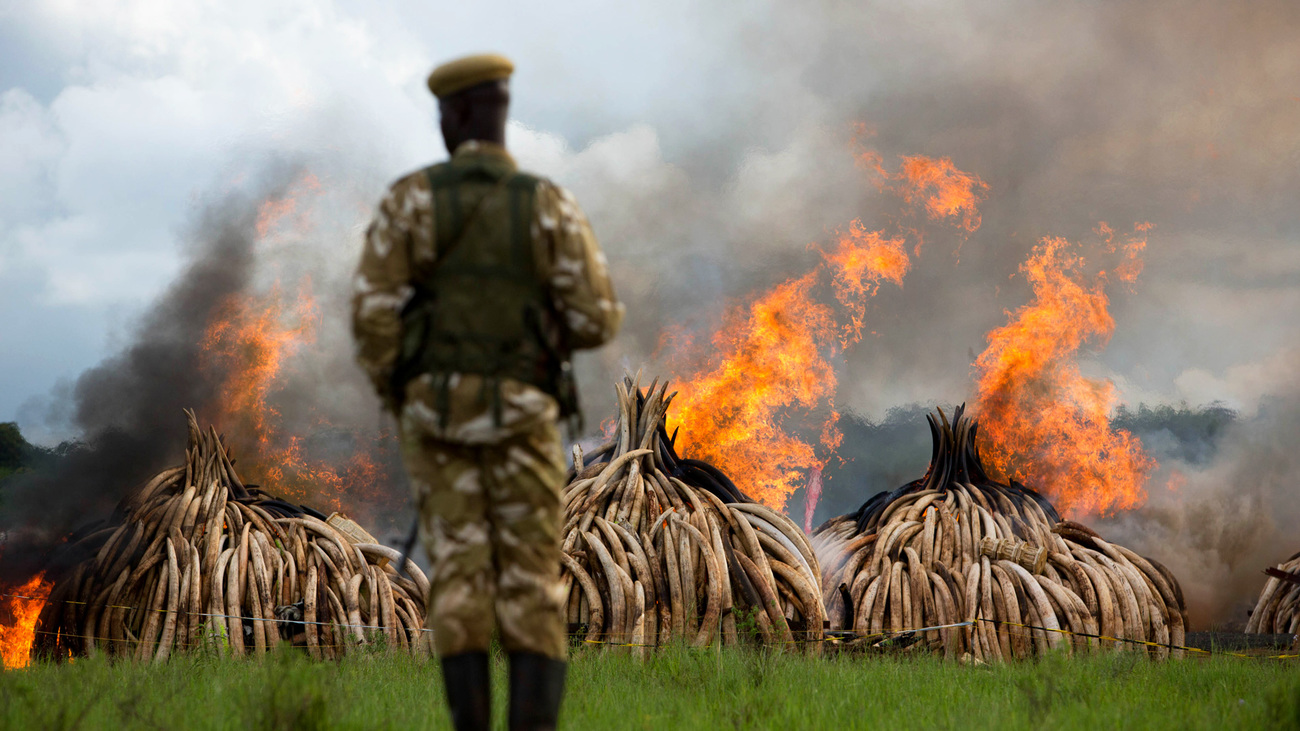 In April, 2016 Kenya made history by burning 105 tonnes of illegal elephant ivory and 1.35 tonnes of rhino horn in the largest stockpile ever to be burned. 