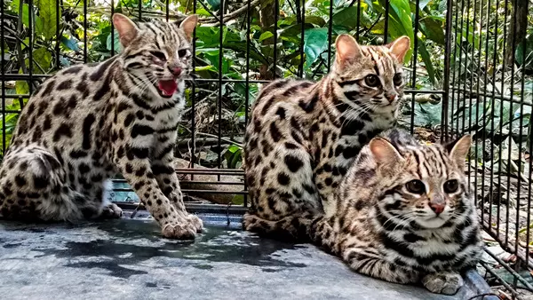 Rescued leopard cat cubs return to the wild