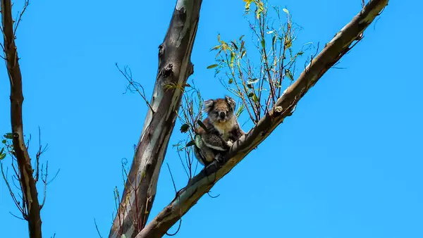 IFAW statement regarding the Victorian koala crisis
