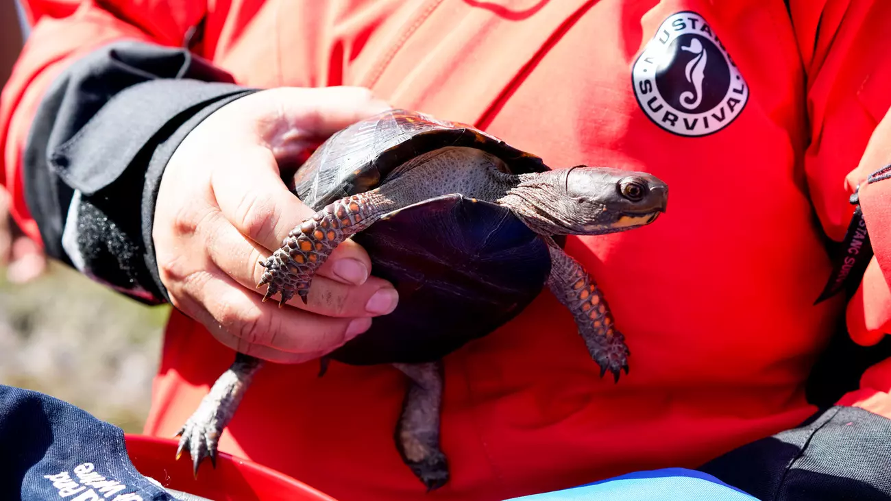 A box turtle that the IFAW team found swimming in the water.
