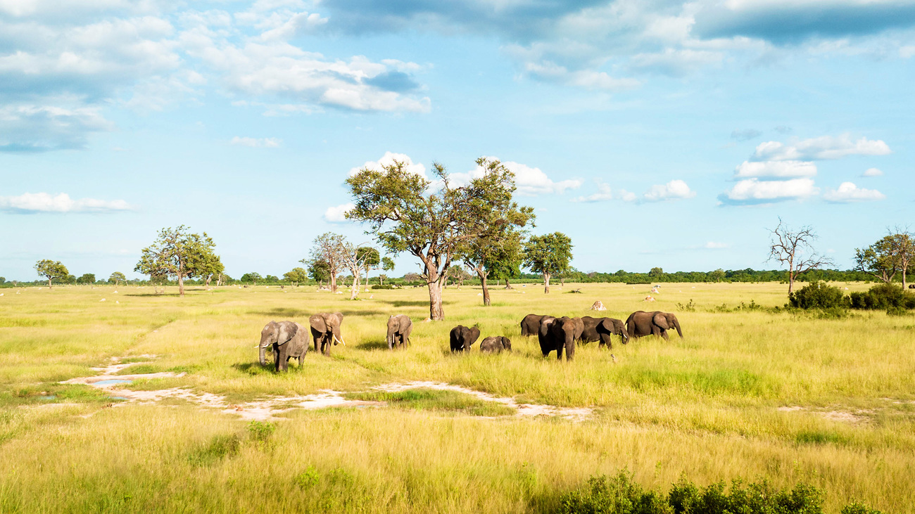 Elephants roaming Hwange National Park, Zimbabwe.